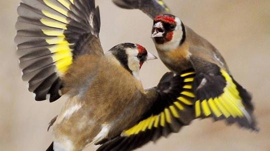 Jilgueros foto Laurie Campbell