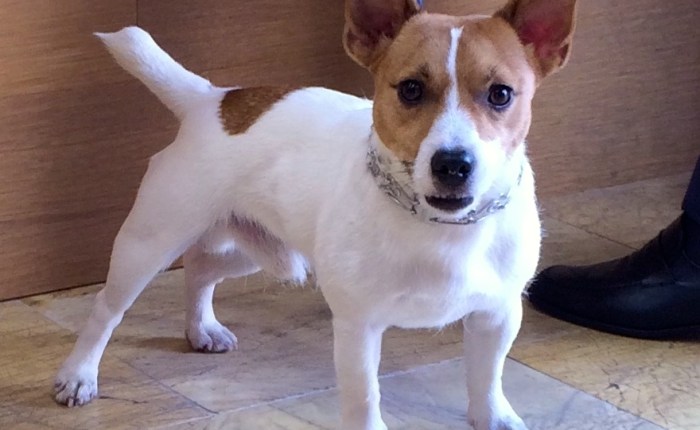 El alto precio de los collares de&nbsp;castigo