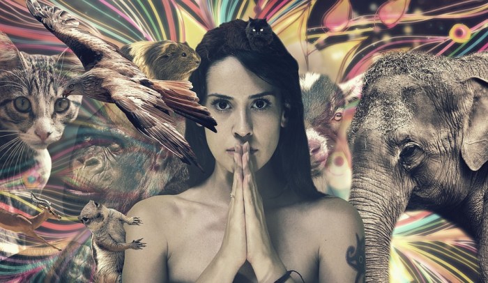 Activedia meditacion animales