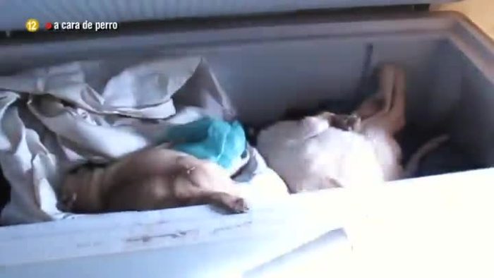 A cara de perro nevera cachorros muertos