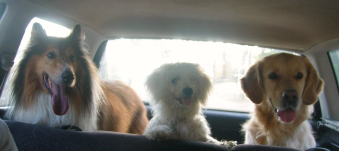 Excursión perruna Noviembre 2007