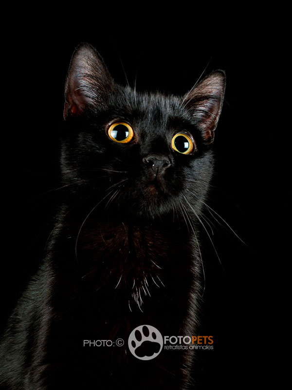 Frida Invisibles Fotopets