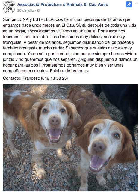 Perras bretonas adopcion