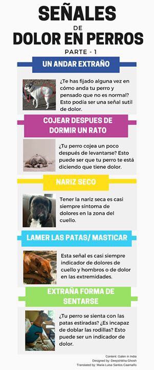 Señales dolor perro parte 1