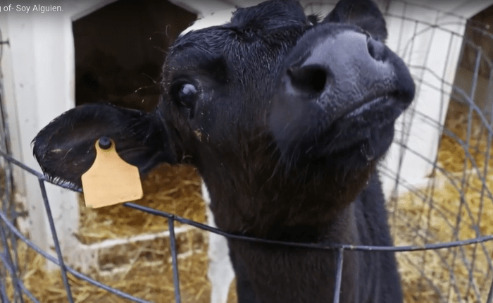 Soy alguien – Fundación Alma&nbsp;Animal