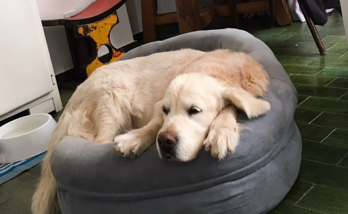 Mi perra no tiene ansiedad por separación, la tengo&nbsp;yo