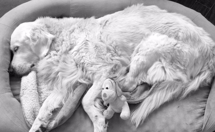 15 cosas que estás haciendo si convives con un animal enfermo, anciano… o&nbsp;ambos