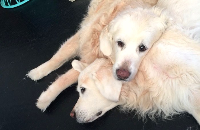 Baby pone su cabeza sobre Nuna