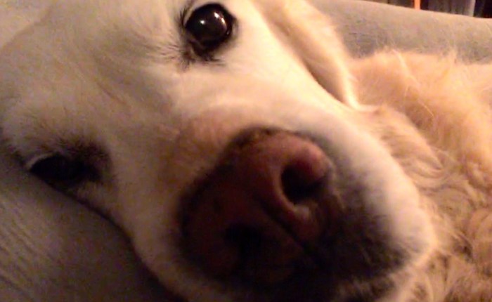 6 Cosas que me están ayudando a superar la muerte de mi perra&nbsp;Nuna