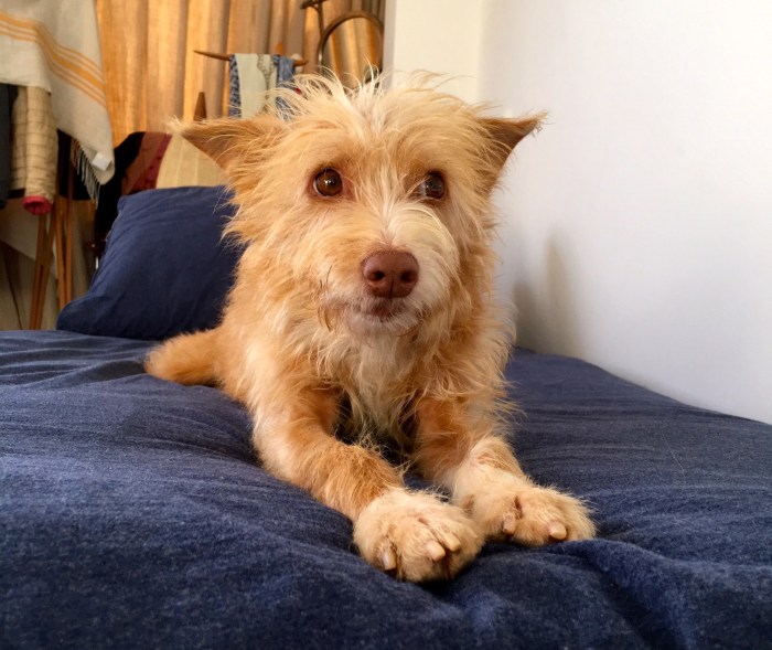 Perrita podenca encima de una cama