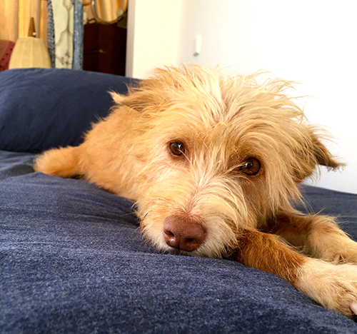 Perra podenca de color canela mirando a la cámara tumbada en una cama