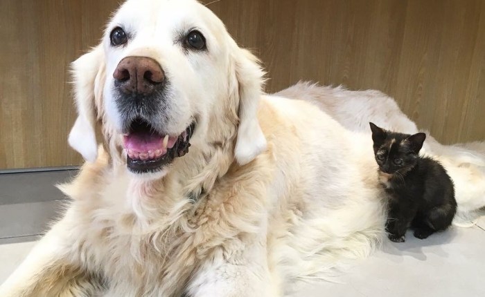 Veganismo, el podcast 181: Gatos, ¿dioses o víctimas?